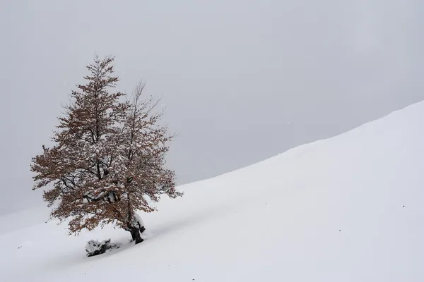 Cárpatos en invierno —  Fotos de Stock