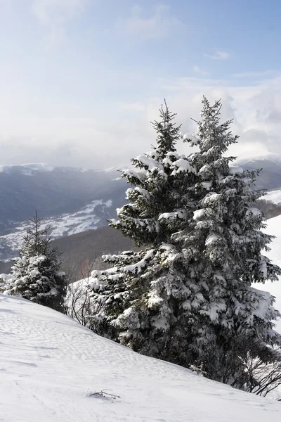 Karpaty zima — Zdjęcie stockowe