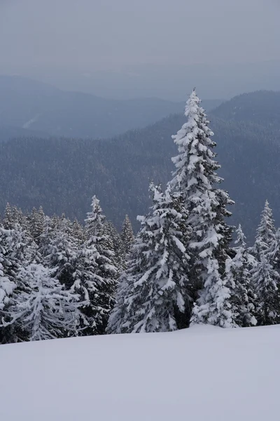 Winter Carpathians — Stock Photo, Image
