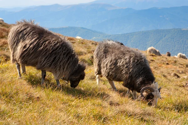 A herd of sheep grazing on the slopes of the mountains — Stock Photo, Image