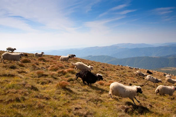 A herd of sheep grazing on the slopes of the mountains — Stock Photo, Image