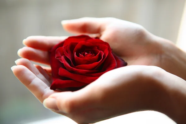 Червона троянда в жіночих руках Стокове Зображення
