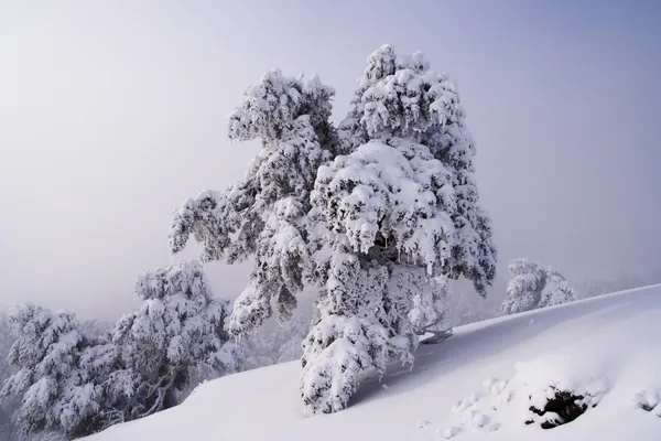 Vista de inverno das montanhas da Crimeia, Ucrânia . — Fotografia de Stock