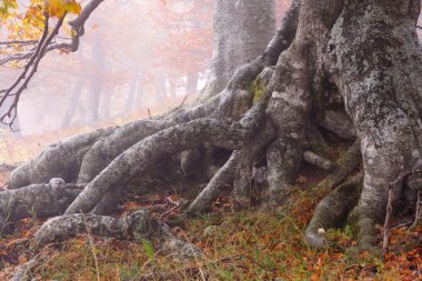 sis sonbahar kayın ormanı içinde