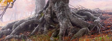 sis sonbahar kayın ormanı içinde