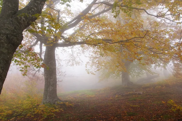 在秋天的山毛榉森林雾 — 图库照片
