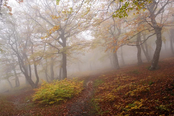 Fog in autumn beech forest — Stock Photo, Image