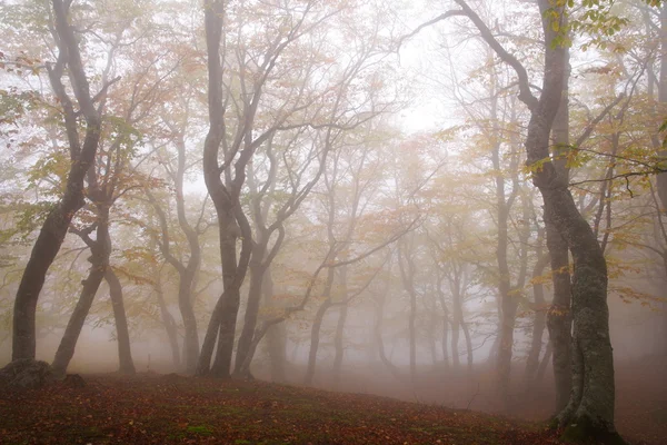 Brouillard dans la forêt de hêtres d'automne — Photo
