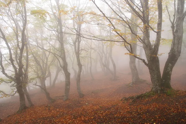 Nevoeiro na floresta de faia outono — Fotografia de Stock