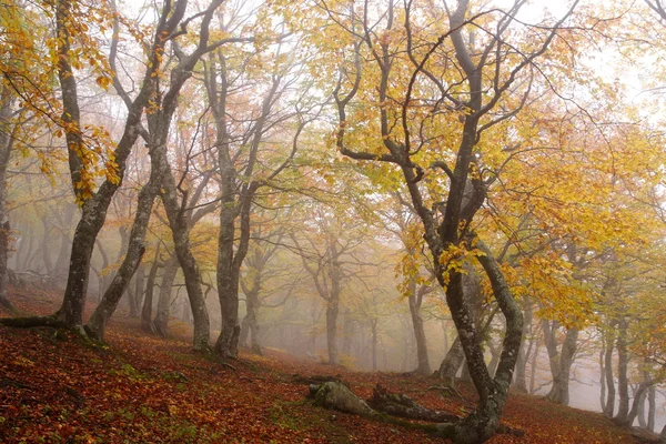 Fog in autumn beech forest — Stock Photo, Image