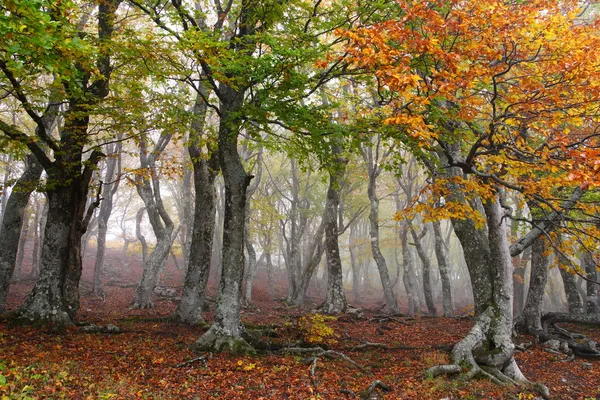 Nevoeiro na floresta de faia outono — Fotografia de Stock