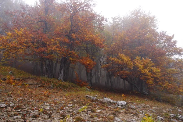 Niebla en bosque de haya de otoño — Foto de Stock