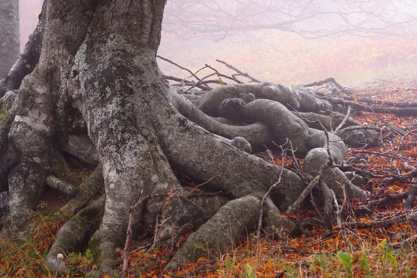 Туман в осеннем буковом лесу — стоковое фото