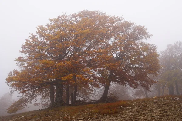 Nevoeiro na floresta de faia outono — Fotografia de Stock