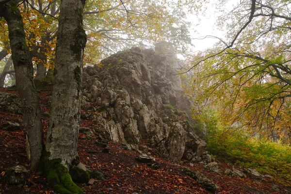 Fog in autumn beech forest — Stock Photo, Image