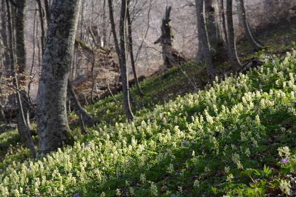 Spring flowers — Stock Photo, Image