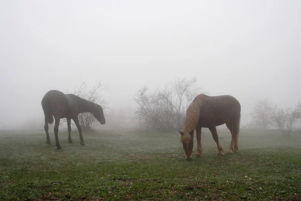 在朦胧的草地上吃草的马 — 图库照片