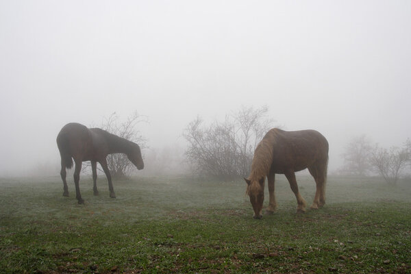 Horses grazing on a misty meadow