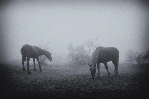 Chevaux broutant sur une prairie brumeuse — Photo