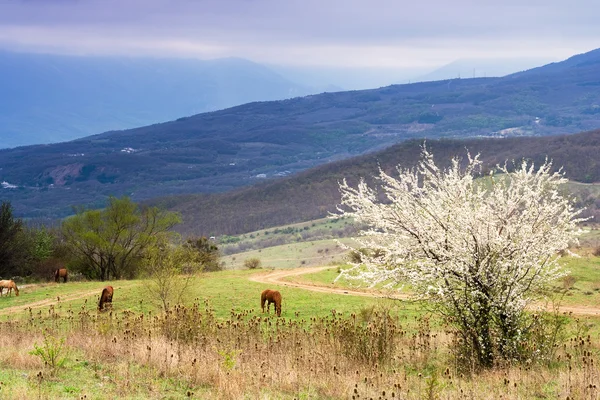 Caballos pastando en el valle . — Foto de Stock