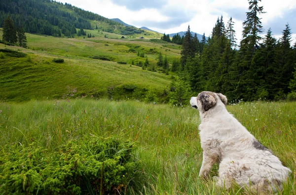 Carpathian Shepherd Dog — Stock Photo, Image
