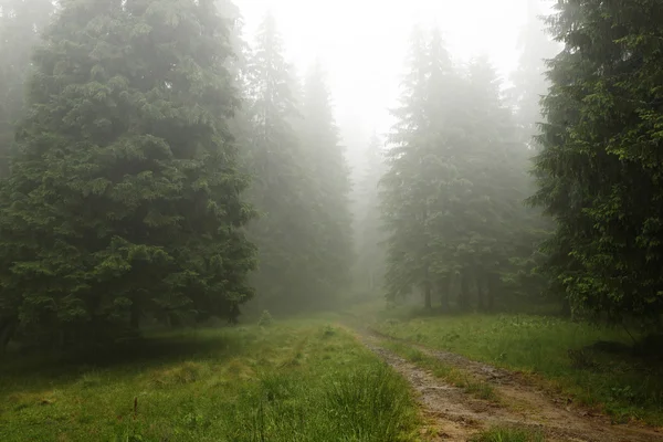 Fog in the spruce forest — Stock Photo, Image