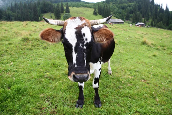 Cow on the pasture — Stock Photo, Image