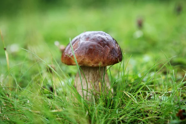 Boletus edulis — Stock Photo, Image