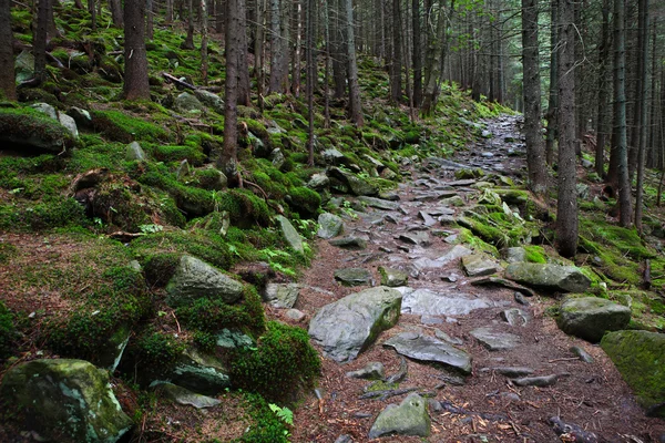 Caminho florestal — Fotografia de Stock