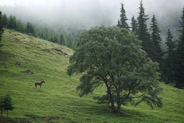 Horses on the slopes of the Carpathians — Stock Photo, Image