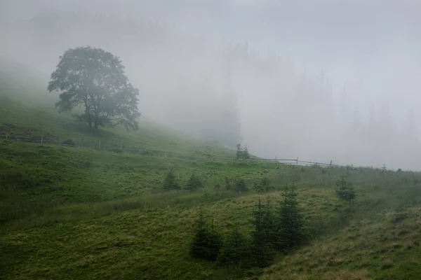 Tree in the fog — Stock Photo, Image