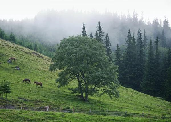 Horses on the slopes of the Carpathians — Stock Photo, Image