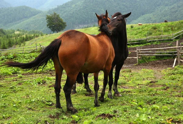 Dos caballos. Imagen de archivo