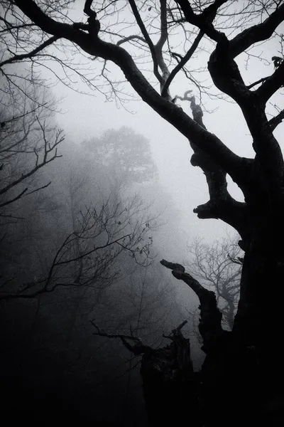 Arbres dans le brouillard — Photo