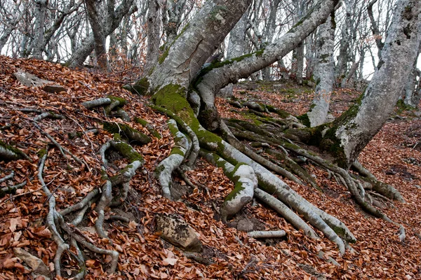 Korzenie lasu bukowego — Zdjęcie stockowe