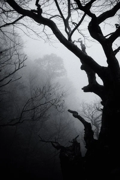 Träd i dimma Stockbild