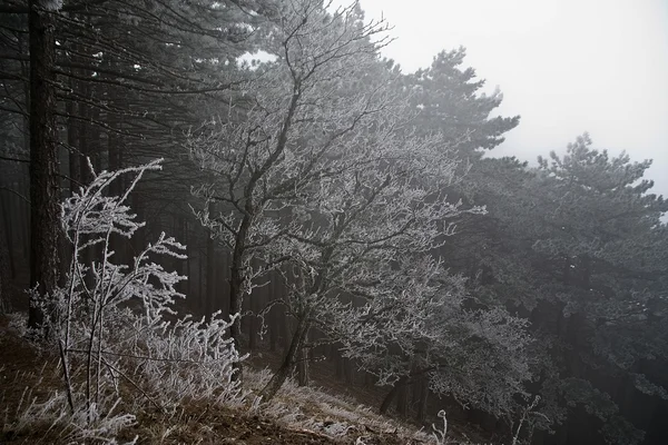 Foresta di pino — Foto Stock