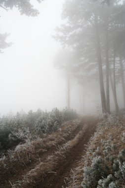 Frost ile kaplı çam ormanı
