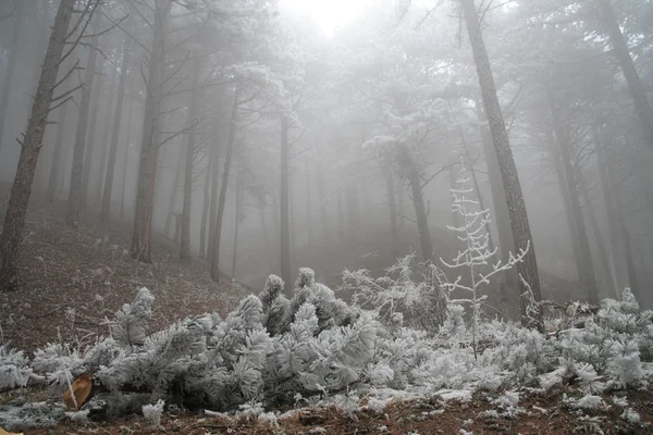 Floresta de pinheiro coberta de geada — Fotografia de Stock