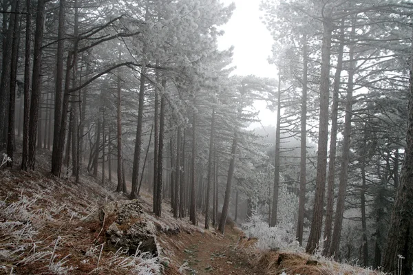 Forêt de pins couverte de givre — Photo