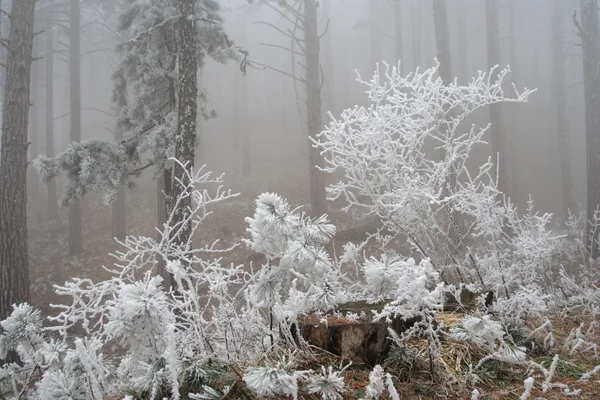 Forêt de pins couverte de givre — Photo