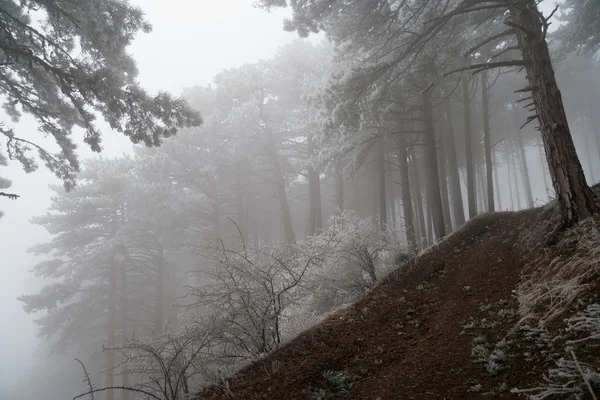 Frost ile kaplı çam ormanı — Stok fotoğraf