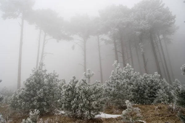 Туман покрывает лес — стоковое фото