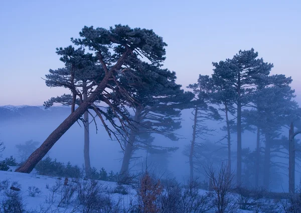 Nevoeiro cobre a floresta — Fotografia de Stock