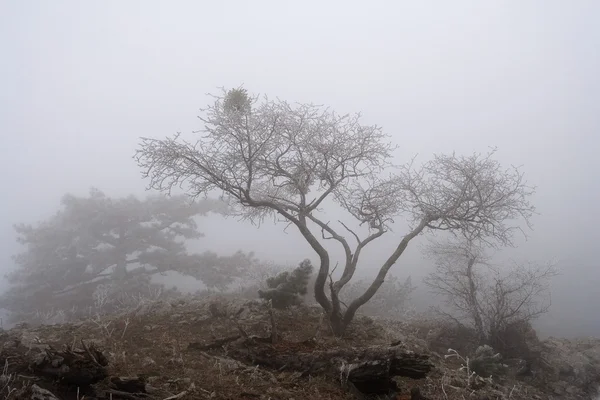 Bosque brumoso — Foto de Stock