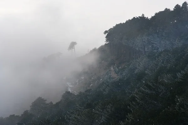 Pinos en las laderas — Foto de Stock