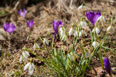 Çiçekli timsahlar ve kar damlaları ilkbaharda dağ yamaçlarında.