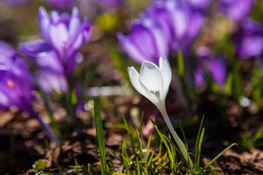 Çiçekli timsahlar ve kar damlaları ilkbaharda dağ yamaçlarında.