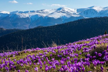 Baharda dağ yamaçlarında çiçek açan timsahlar..