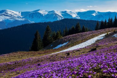 Baharda dağ yamaçlarında çiçek açan timsahlar..